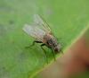 Helina sp.